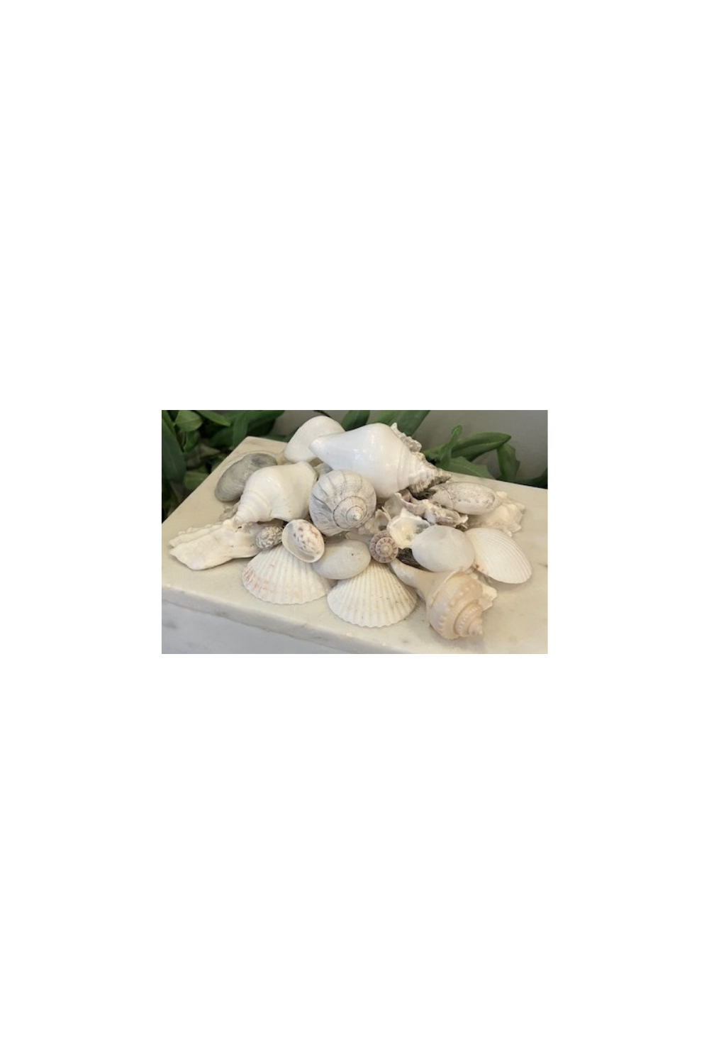 White Marble Shell Box